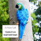 MC Resin Parrot Statue