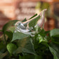 Automatic Self Watering Glass Bird
