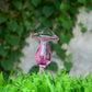 Automatic Self Watering Glass Bird