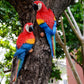 MC Resin Parrot Statue